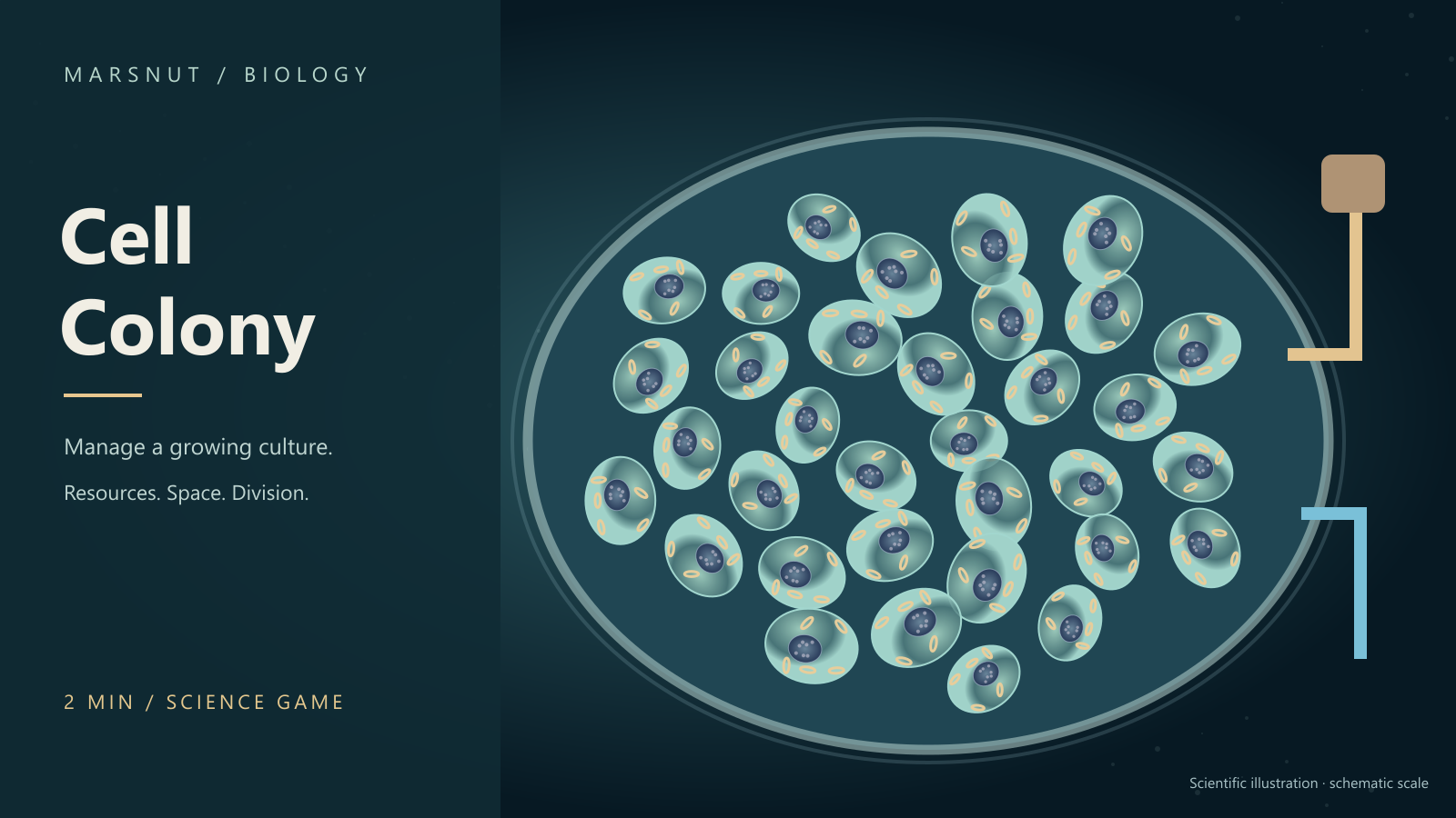 Cultured cell colonies responding to their local environment