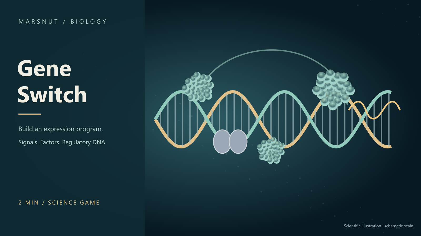 DNA regulatory regions with bound proteins and transcription machinery